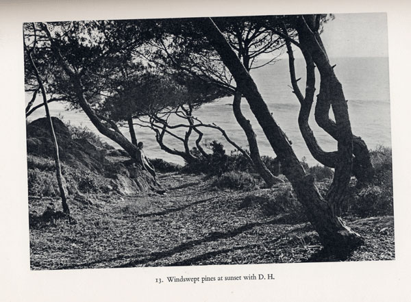 Dorothy Hanbury nella pineta al tramonto Dorothy Hanbury nella pineta al tramonto