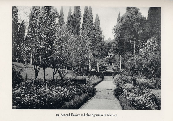 Mandorli in fiore Mandorli in fiore