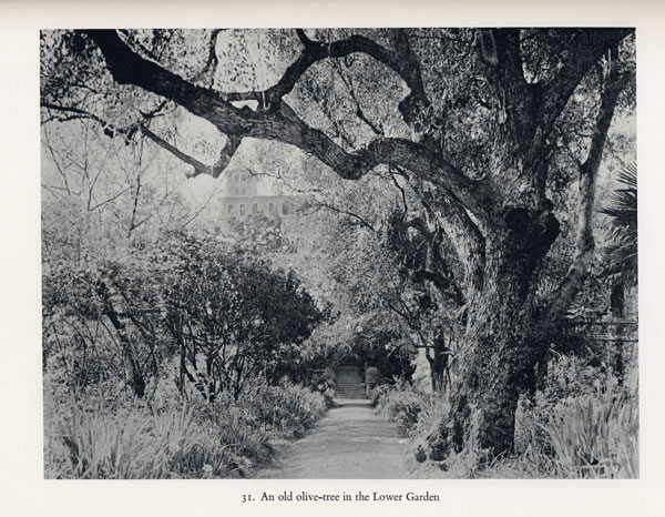 Viale degli ulivi Viale degli ulivi