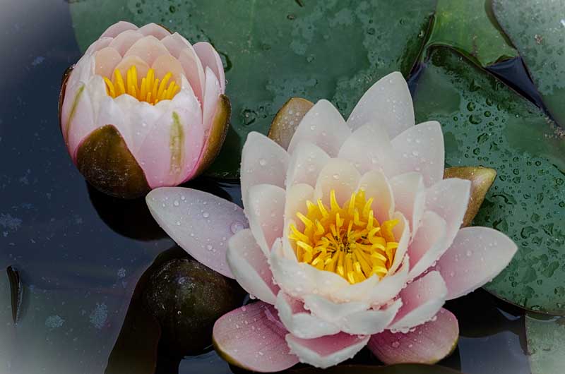 B.Terzo Classificato (EX Aequo): B.Terzo Classificato (EX Aequo):