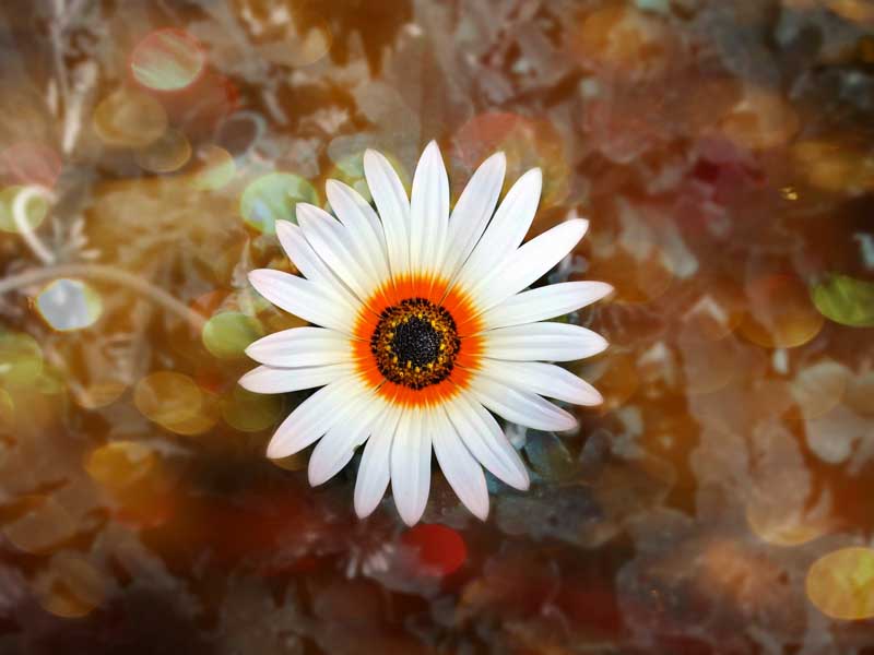 Secondo Premio: Secondo Premio: