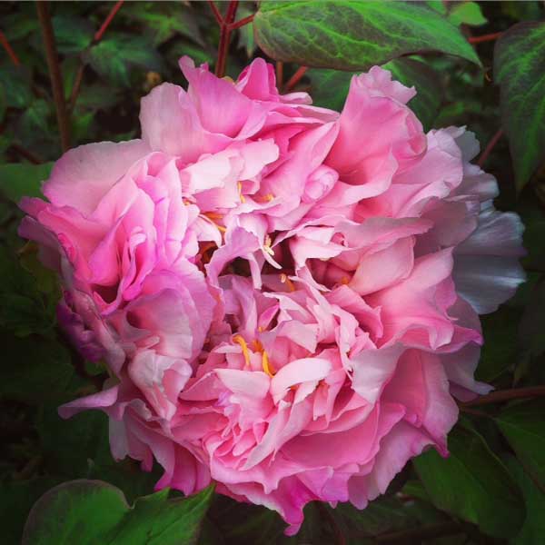 Menzione Speciale Menzione Speciale